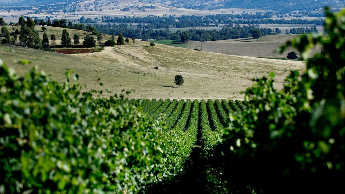 Aerial view of Eden Road Vineyards near  Pullman Sydney Hyde Park