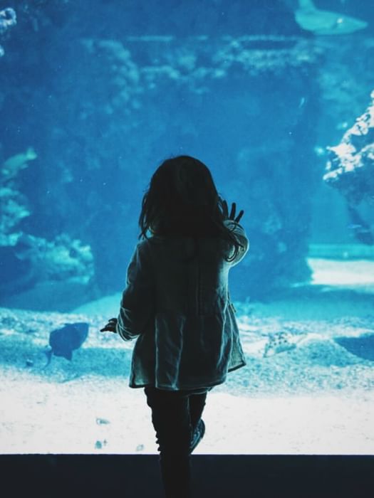 Child silhouette by a large blue aquarium tank under a soft glow in Dallas World Aquarium near Warwick Melrose Dallas