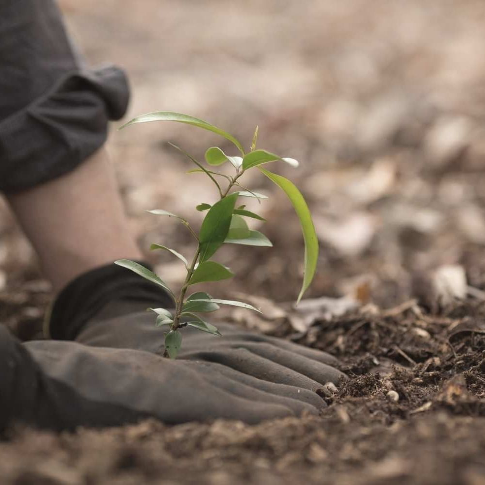 Close-up of a person planting a plant in the soil at Waikiki Resort Hotel by Sono