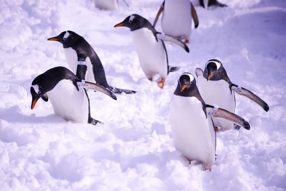 Gentoo Penguins walking on the snow in Otaru Aquarium near Grand Park Otaru