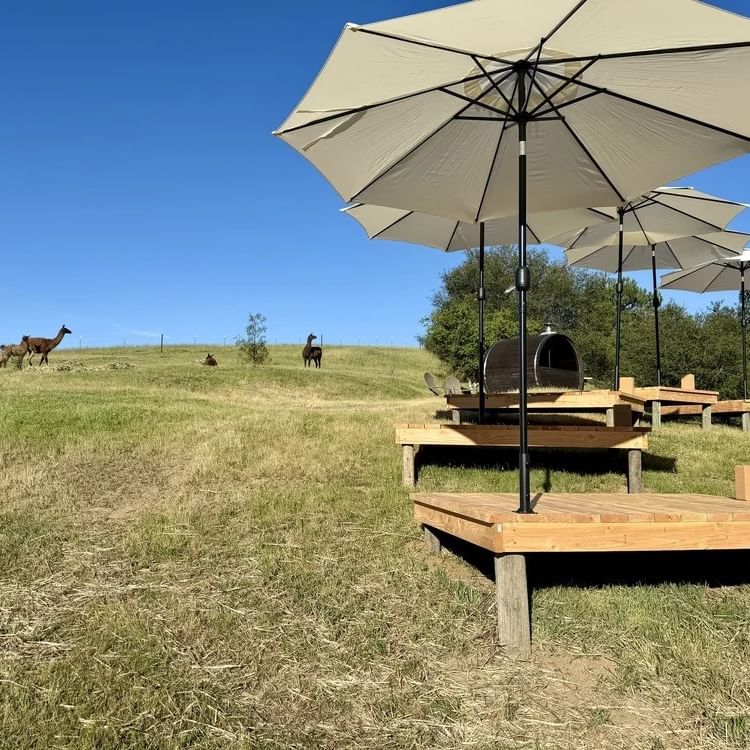 Loving Llama Wellness Ranch yoga decks and resident llamas with rolling green hills