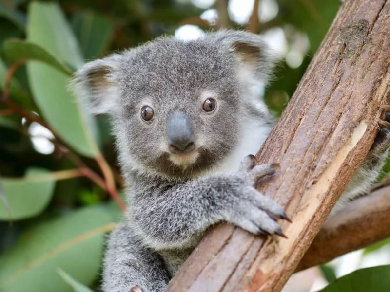 Koala captured in Australian Reptile Park Central Coast near Pullman Magenta Shores