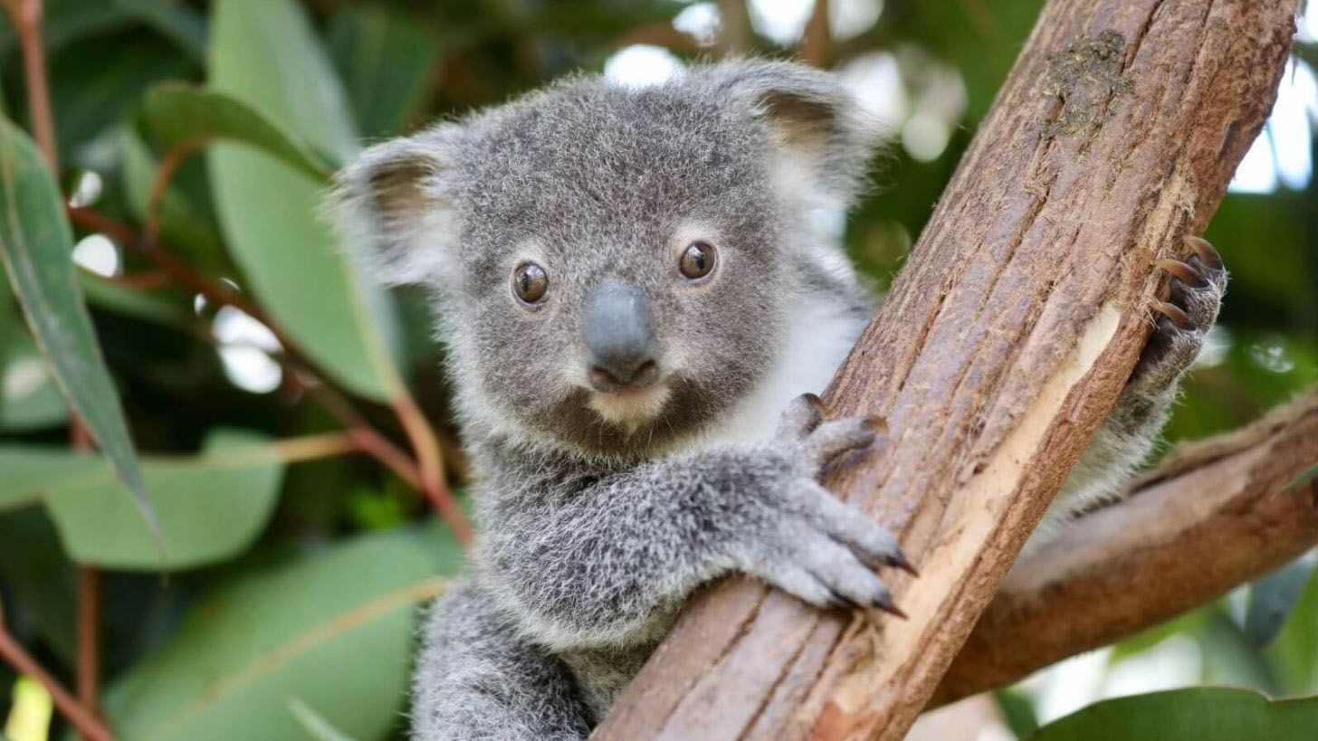 Koala captured in Australian Reptile Park Central Coast near Pullman Magenta Shores