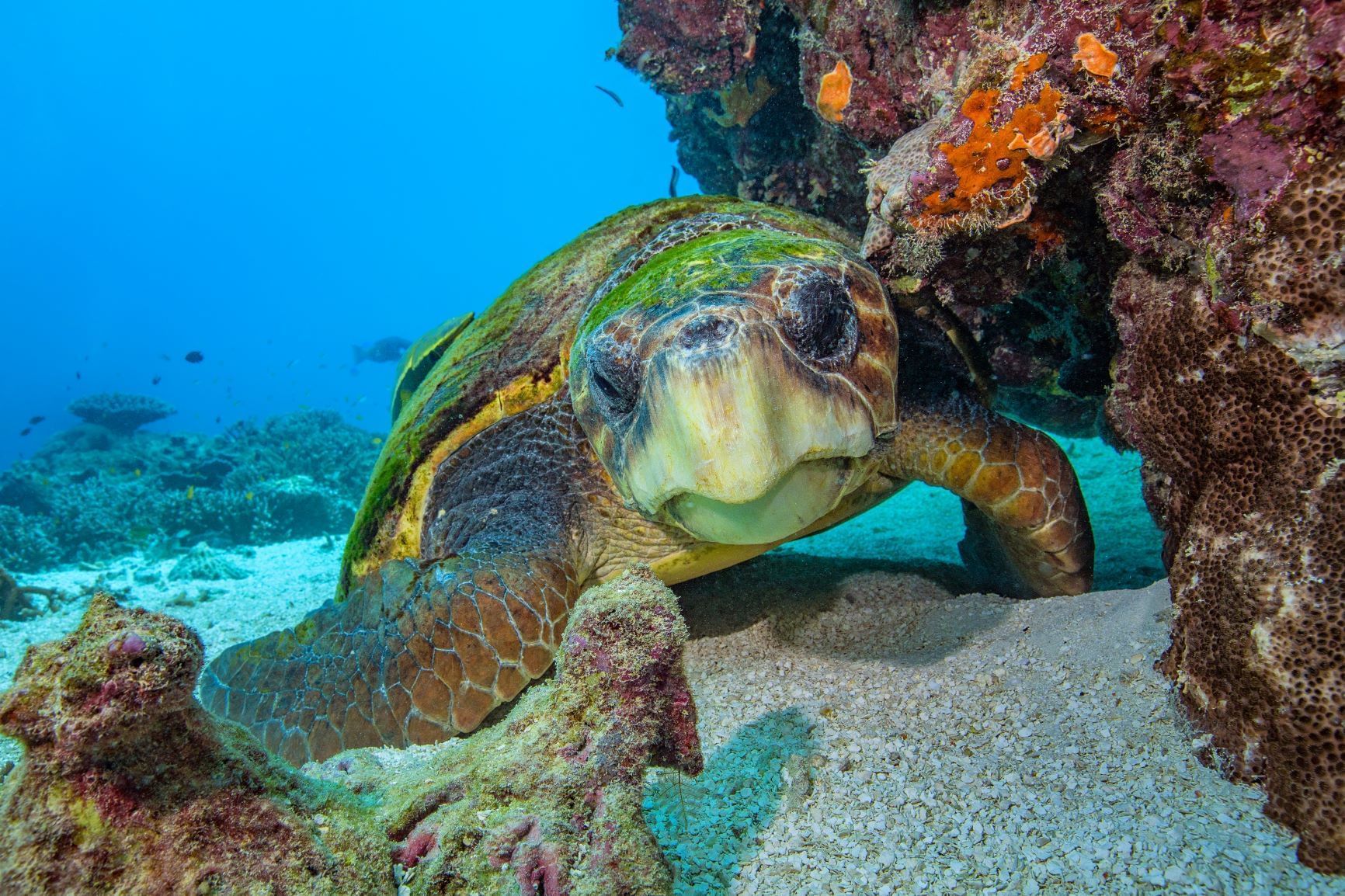 Top 10 Dive Sites | Heron Island