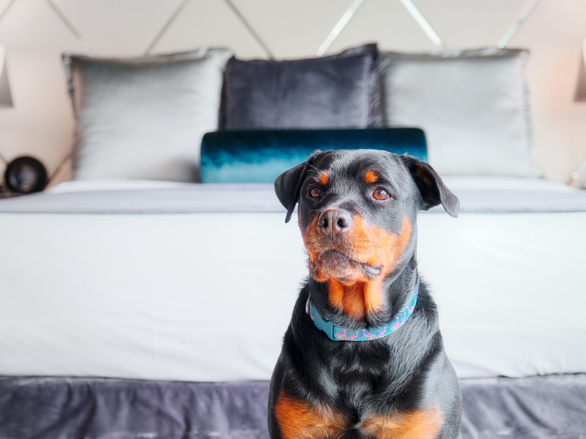 Closeup of a dog sits near the bed at Paradox Hotel Vancouver