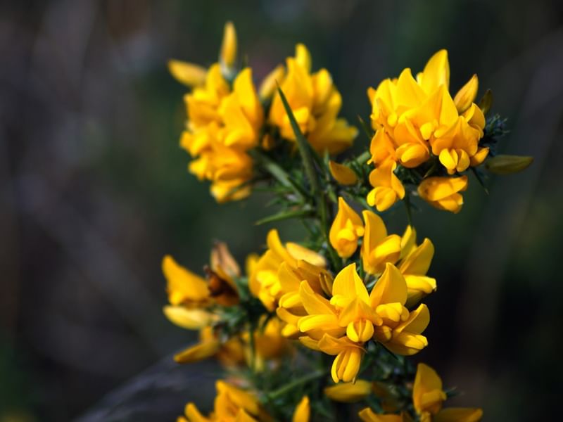 a close up of the flor de toxo