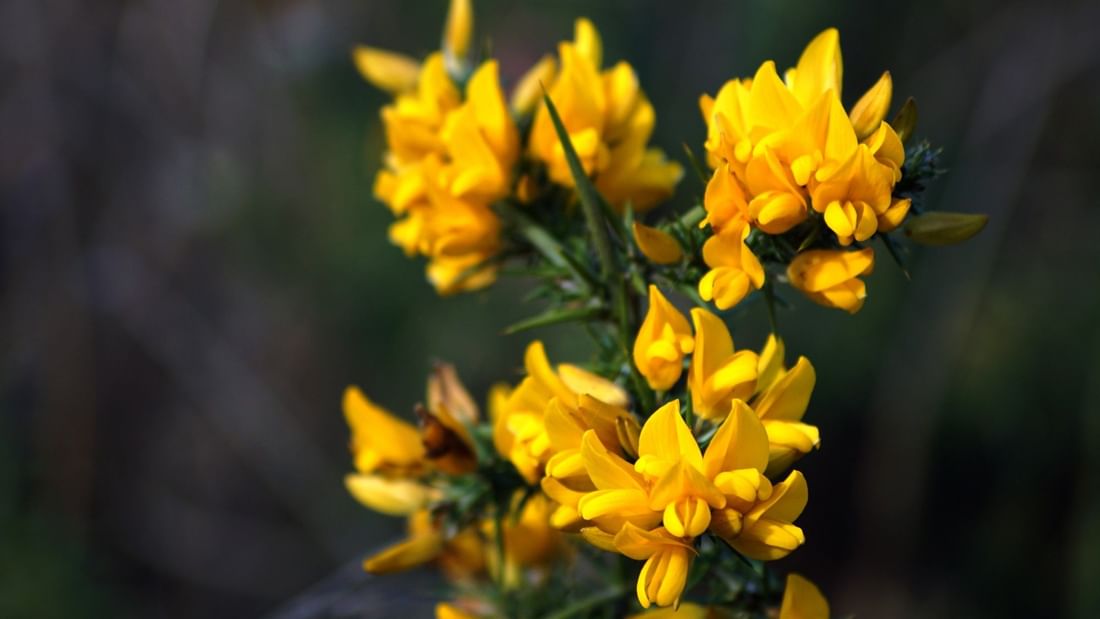 a close up of the flor de toxo