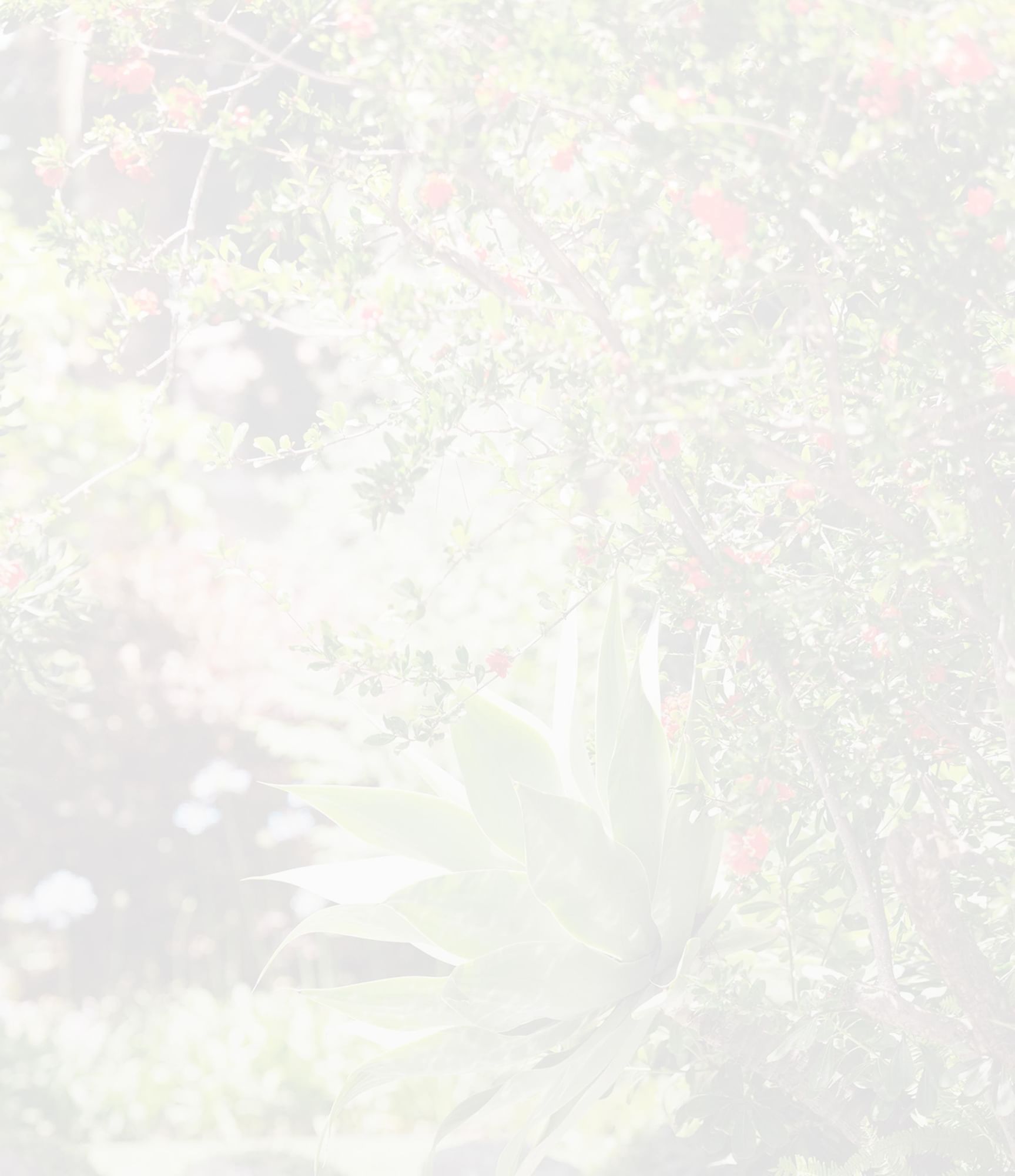 Close-up of a large agave plant surrounded by lush green foliage at Marbella Club