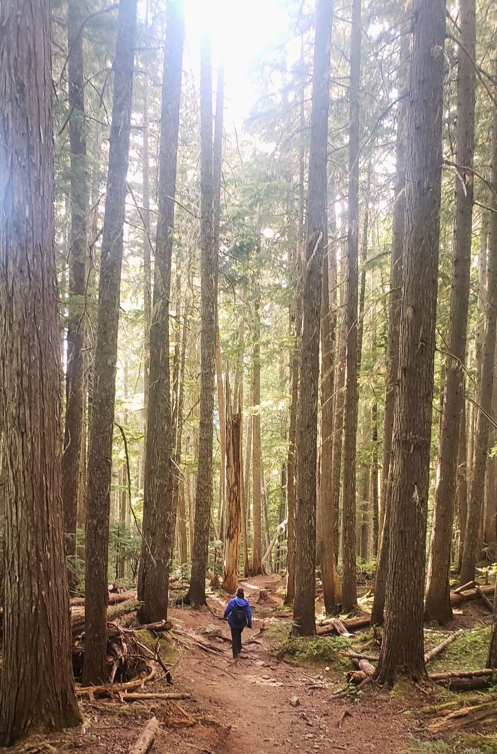 Lady walking down a trail with tall trees near Blackcomb Springs Suites