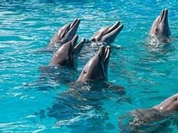 Playful dolphins frolicking in the water near Bayside Inn Key Largo