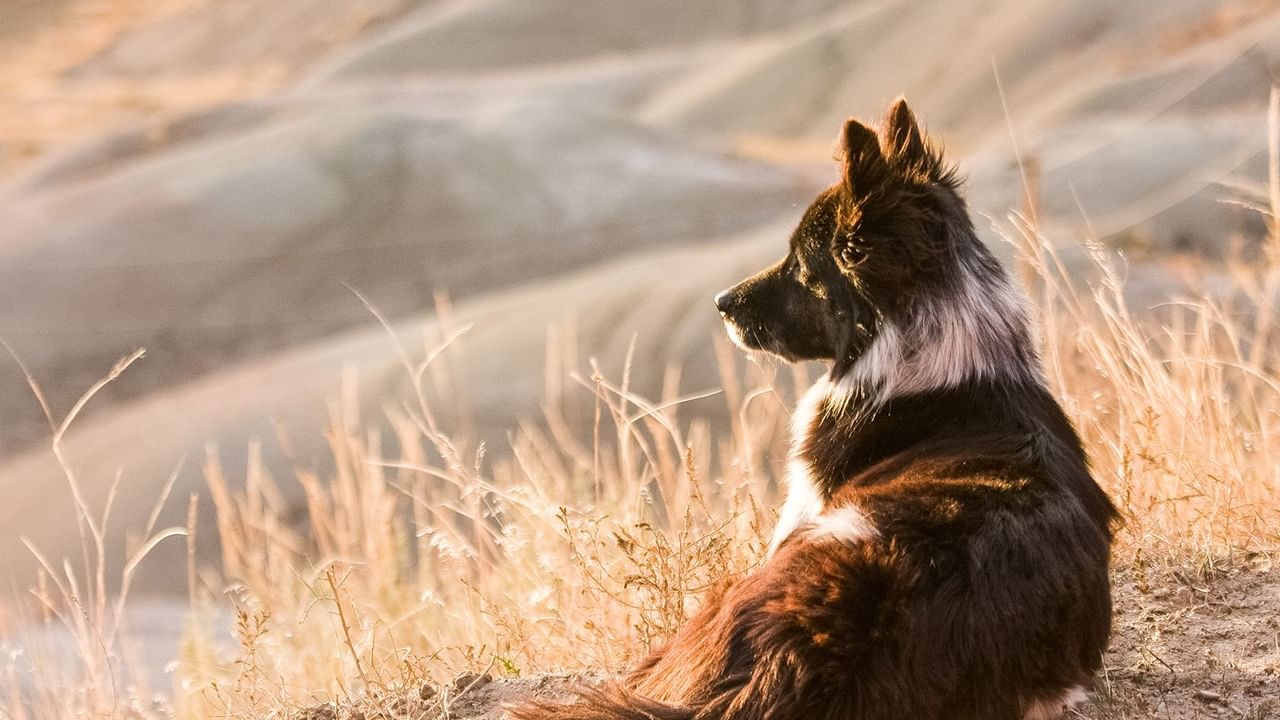 dog sitting in the prairies