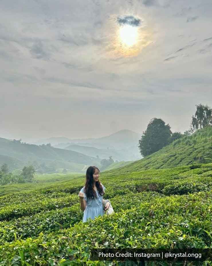 Be surrounded by amazing green tea plantations with an incredible sunset view - Lexis Hibiscus 