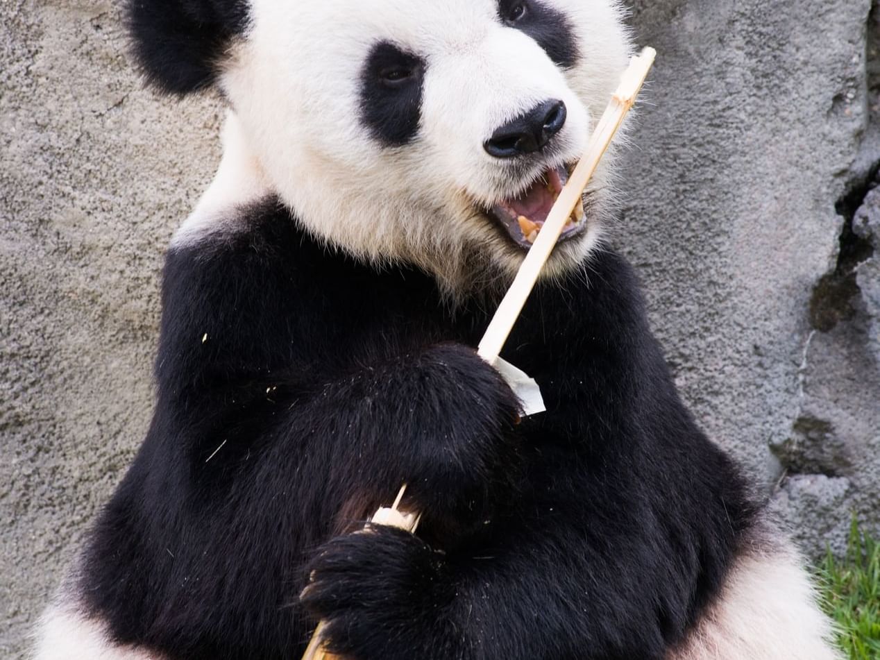 A Panda eating bamboo in Memphis Zoo near The Peabody Memphis