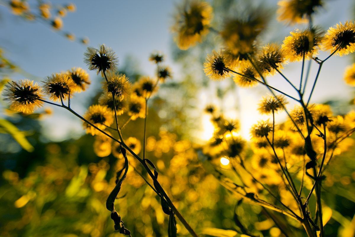 Close-up of yellow flowers & sky at The Umstead Hotel and Spa