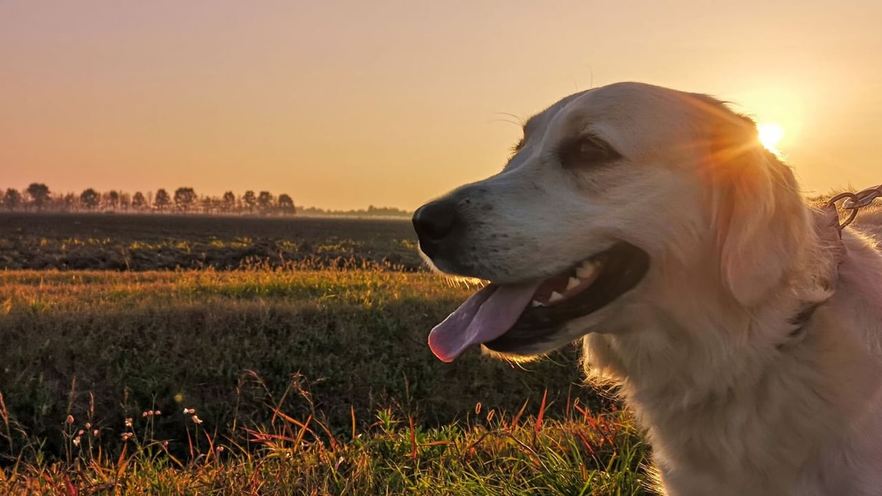 evening labrador