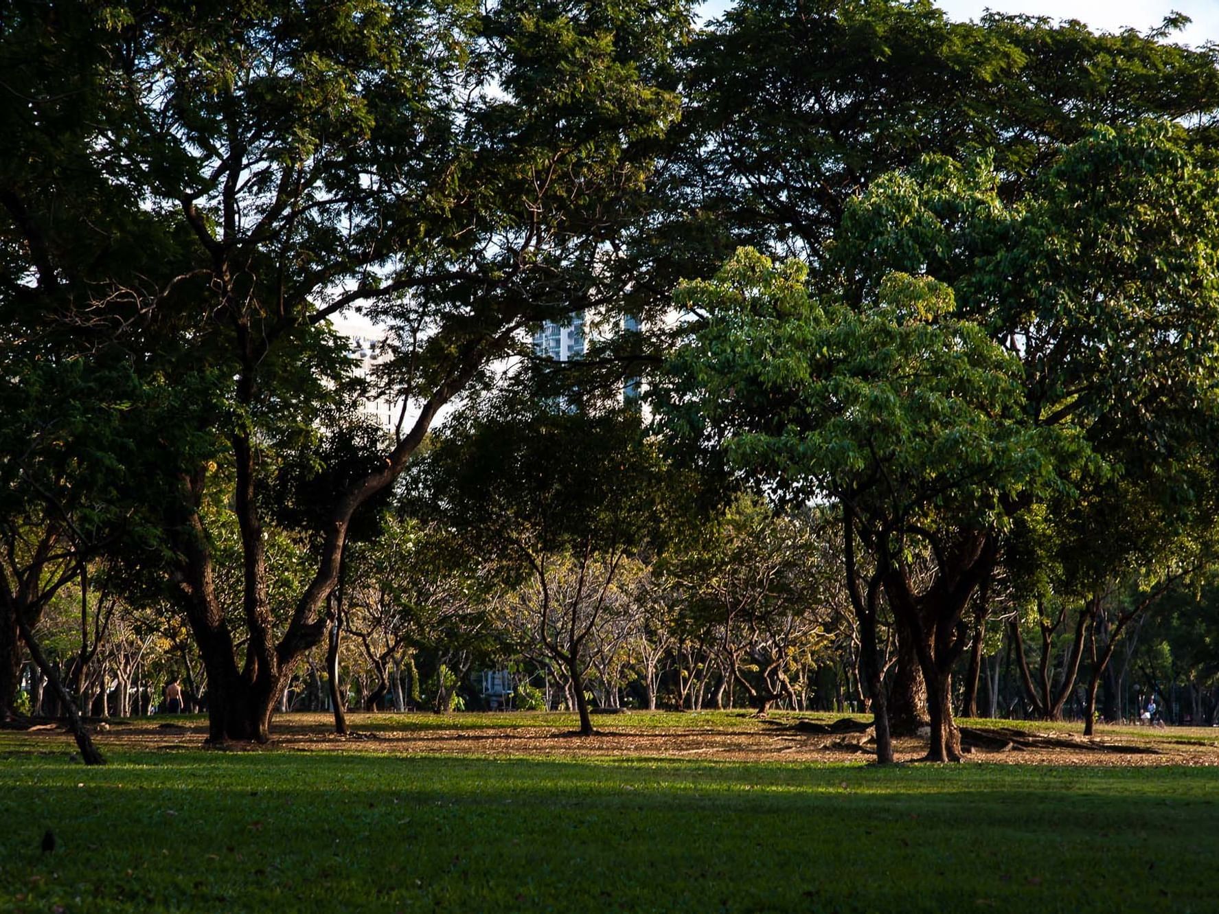 Trees in Lumpini Park near Chatrium Residence Sathon Bangkok