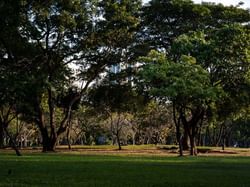 Trees in Lumpini Park near Chatrium Residence Sathon