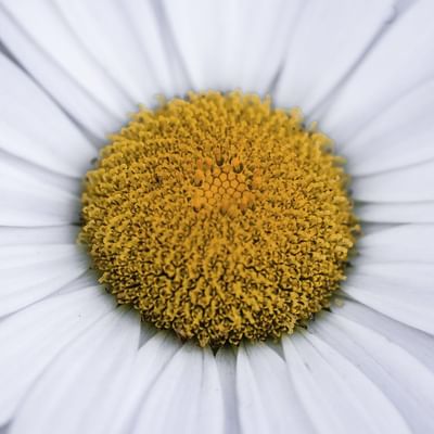 Close-up of desi flower at Falkensteiner Hotel Montafon