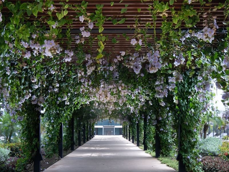 Flowers & vines hanging down to a pathway at Live Aqua Resorts