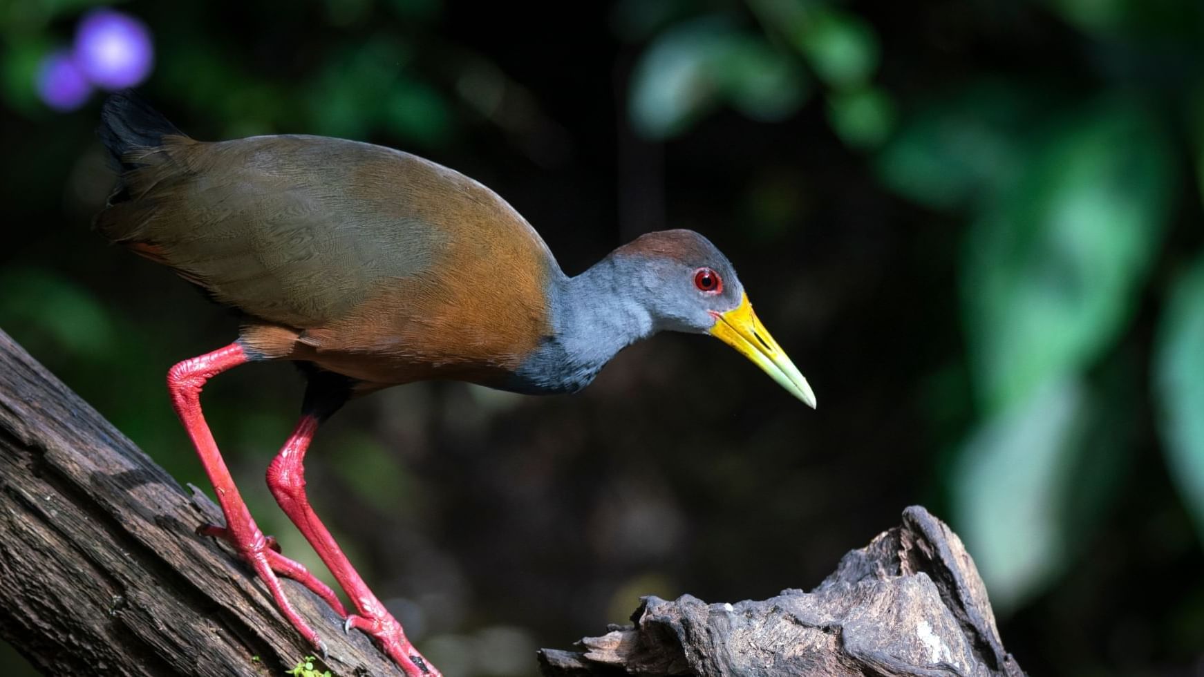 Grey-cowled wood rail captured near Buena Vista Del Rincon