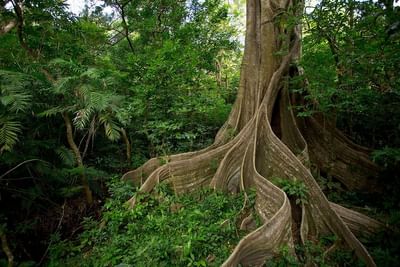 Forest near Buena Vista Del Rincon Eco Adventure Hotel And Spa