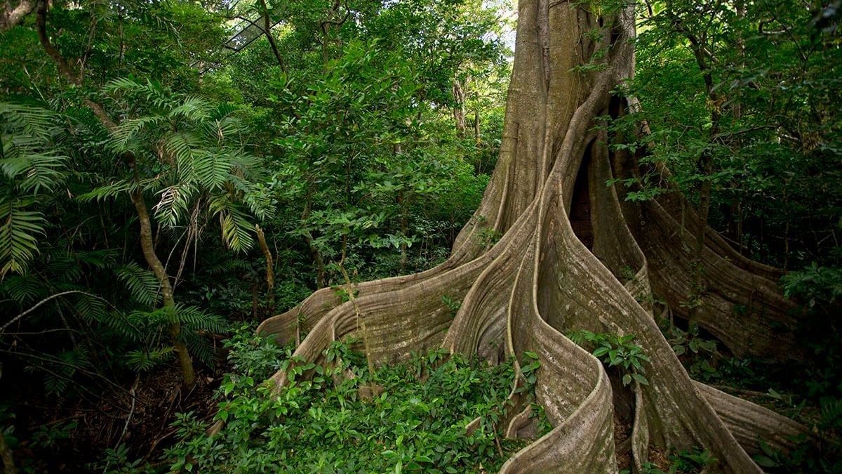 A forest tree with buttress roots near Buena Vista Del Rincon