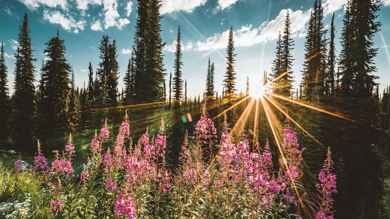 pink wildflowers in a sunny field