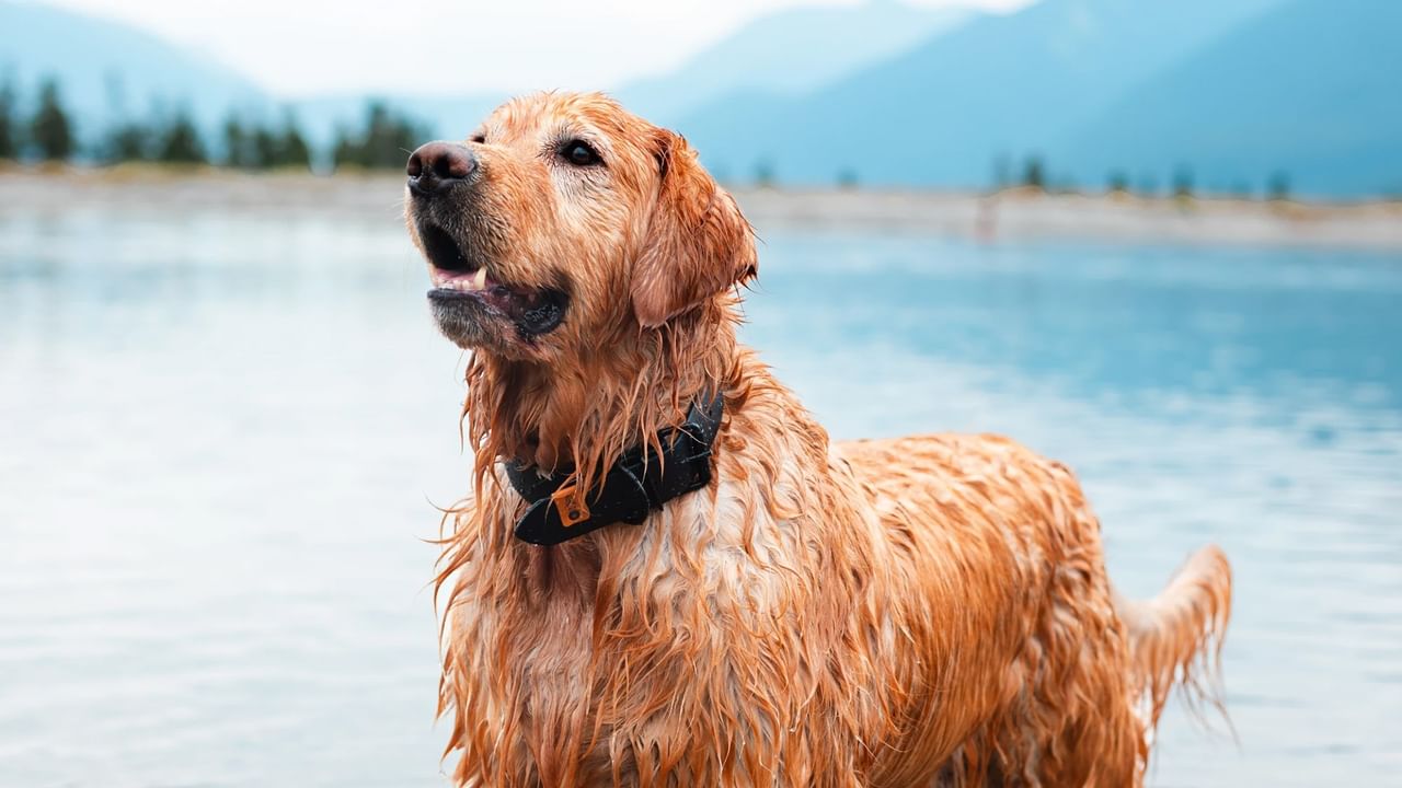 A wet dog after swimming in a lake in Canmore.