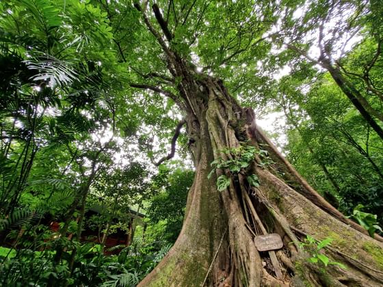 Low angle view of huge tree near Jaguarundi Lodge