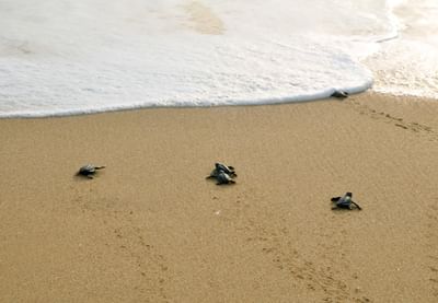 Hatchlings by the seashore near Marea Beachfront Villas