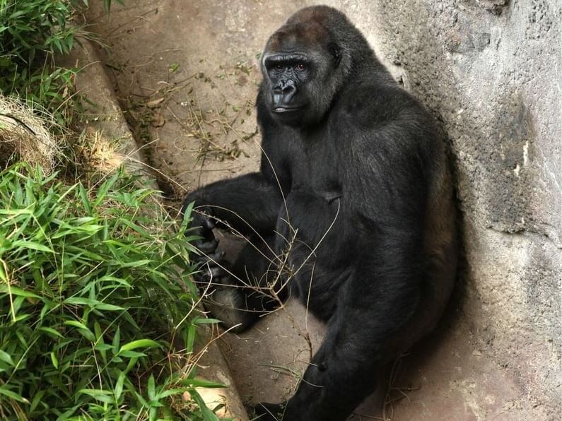 Chimpanzee In Dallas Zoo near MCM Elegante Suites