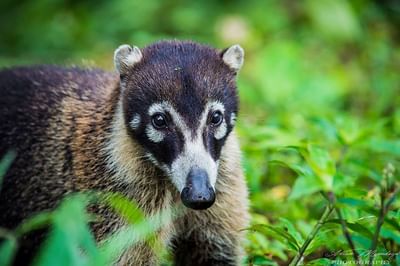 white nosed coati near the Rio Celeste Hideaway