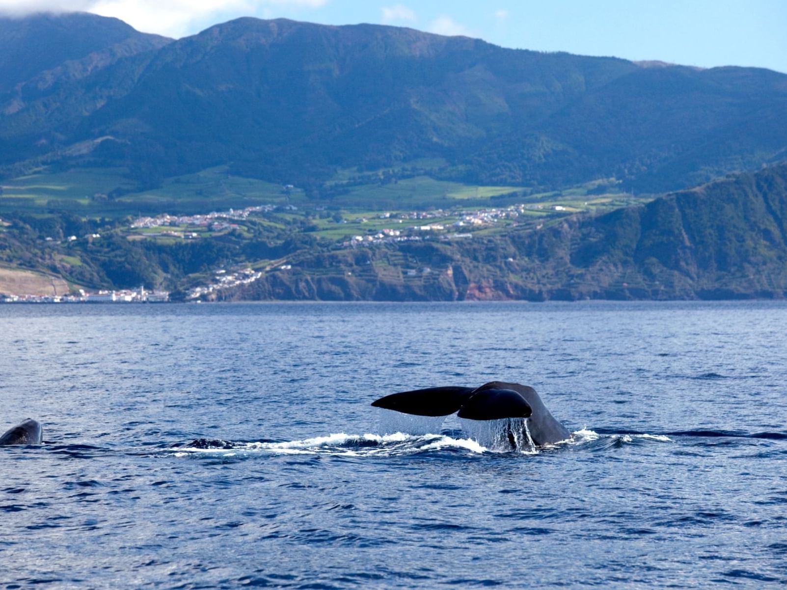 Whale Watching