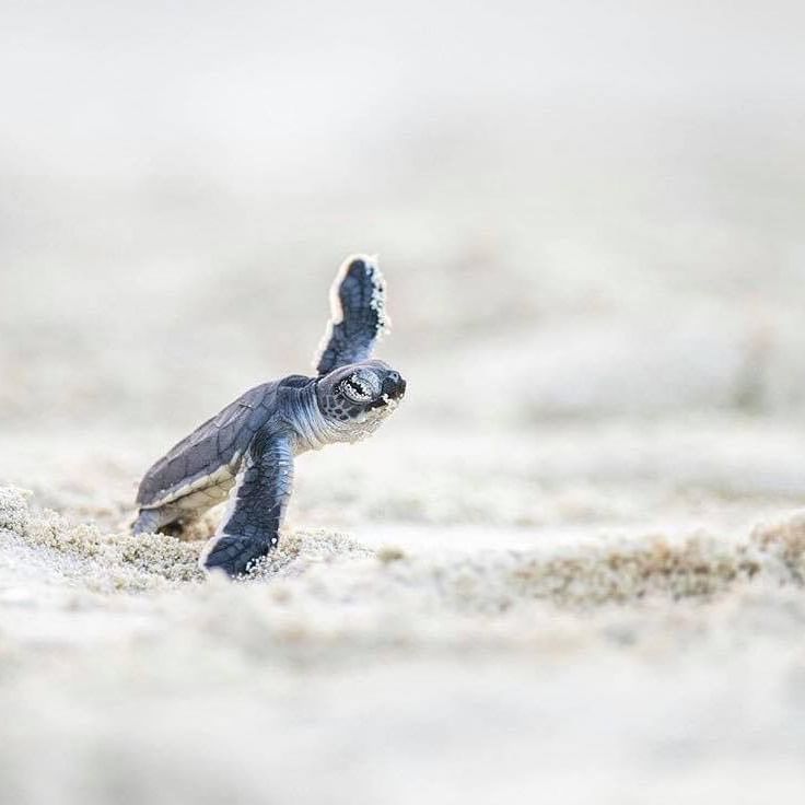 Closeup of a Baby Turtle inshore near Heron Island Resort