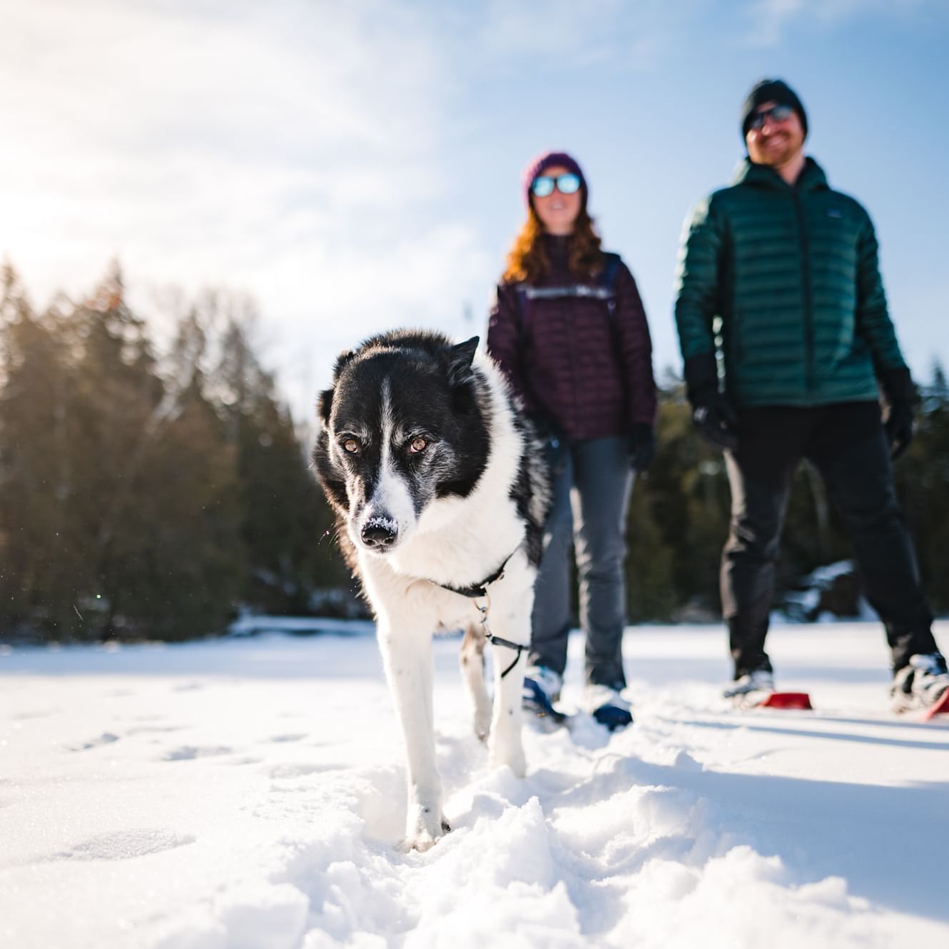 A couple snowshoeing with a husky dog near High Peaks Resort