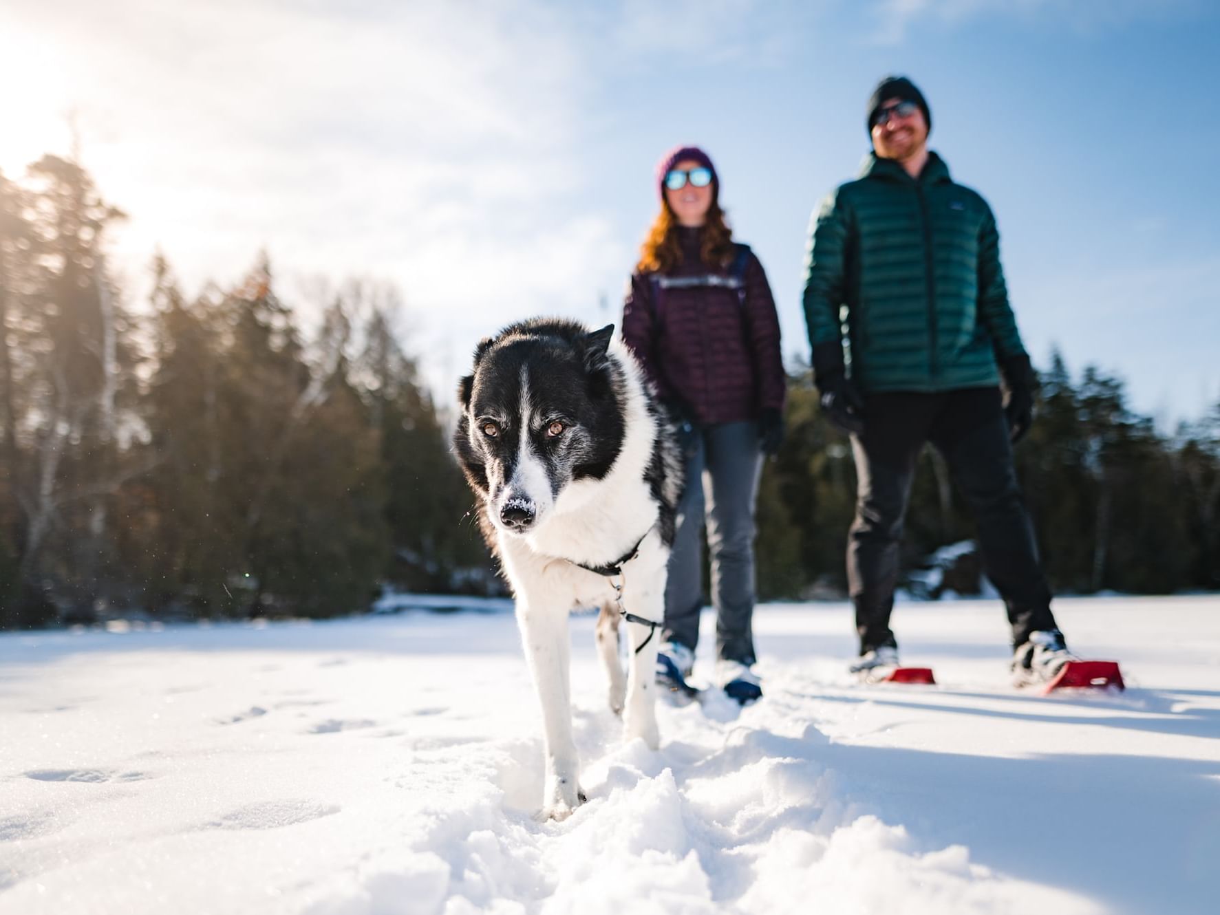 Border collie dog leading two people while snowshoeing on a snowy trail near High Peaks Resort