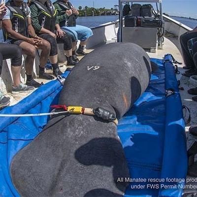 a manatee being rescued