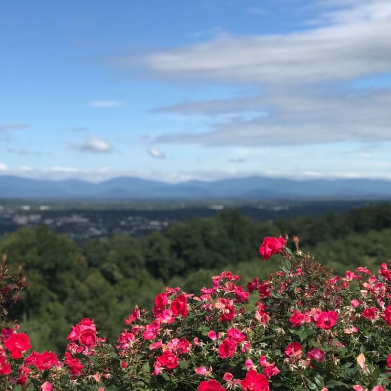 Garden roses & distant view of the city by Carter Mountain Orchard and Vineyard near The Clifton