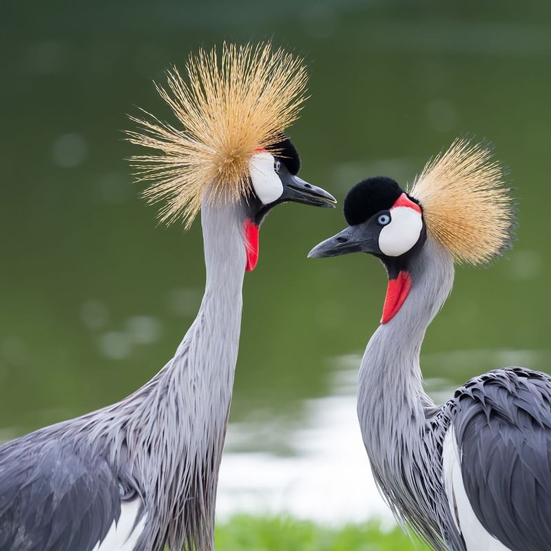 Grey Crowned in Tete D’Or Park near Warwick Reine Astrid - Lyon