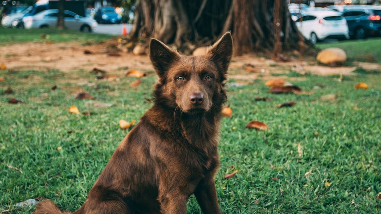 Brown dog sitting in grassy park