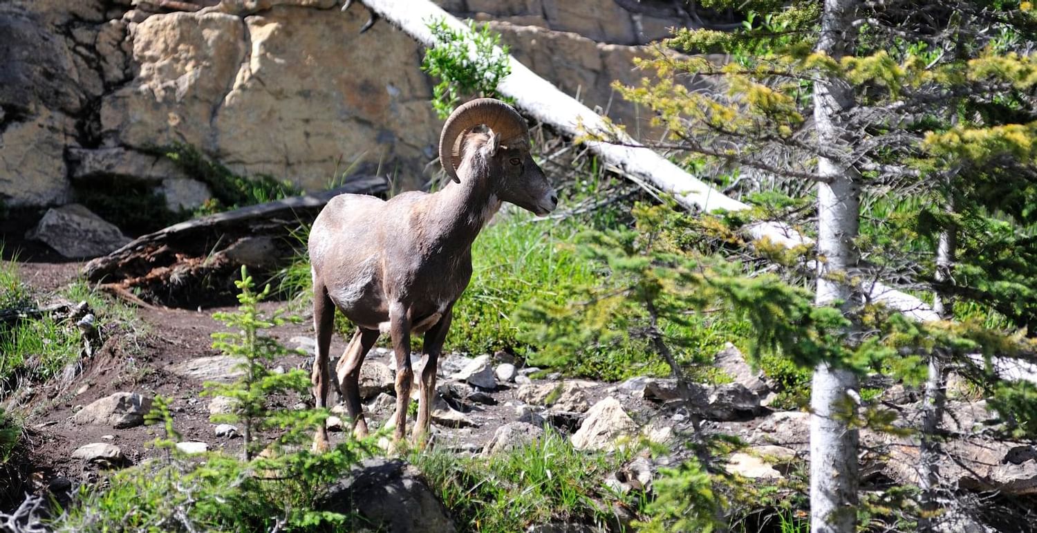 Ram in the wildlife