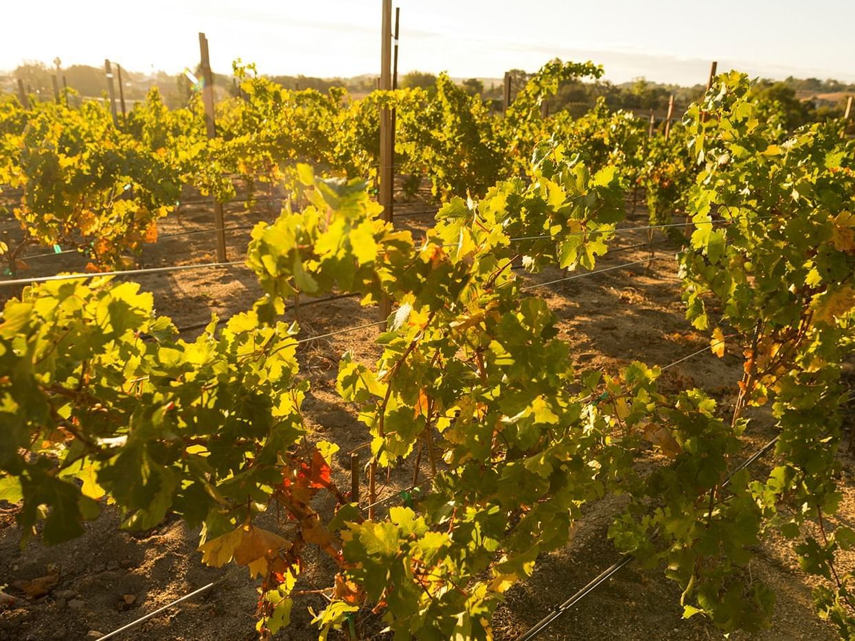 Vineyard grapevines at sunset