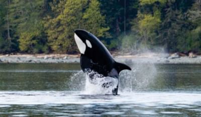orca