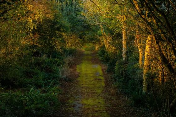 Nature near Liss Ard Estate in Skibbereen, Ireland