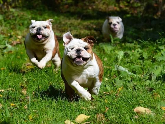 Pet-Friendly Hotel in New York City