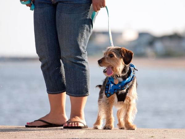 dog on a leash with a lake in the background