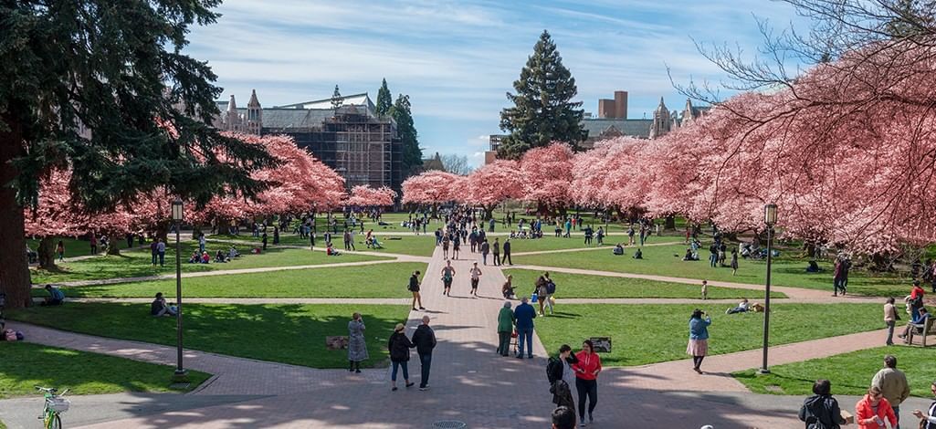 University of Washington Quad is Seattle with cherry blossom