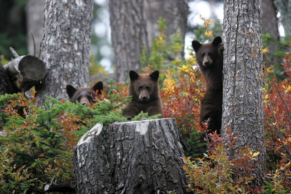 Wild bears posing through trees in a forest near Blackcomb Springs Suites