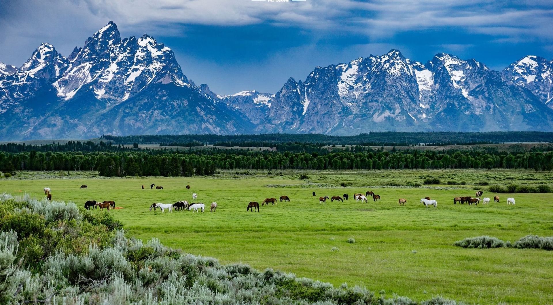 National Elk Refuge in Jackson Hole
