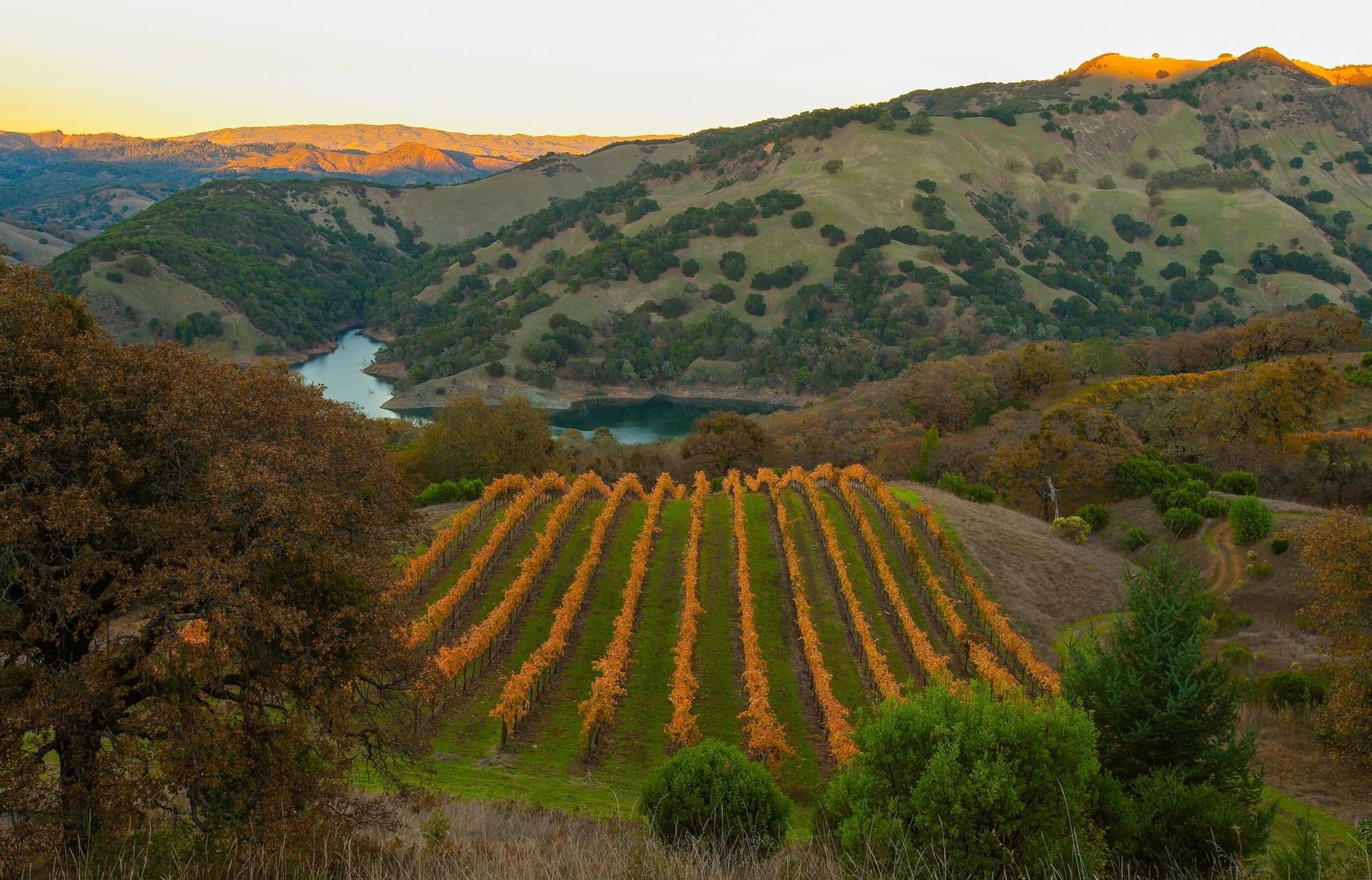 california vineyard in the hills